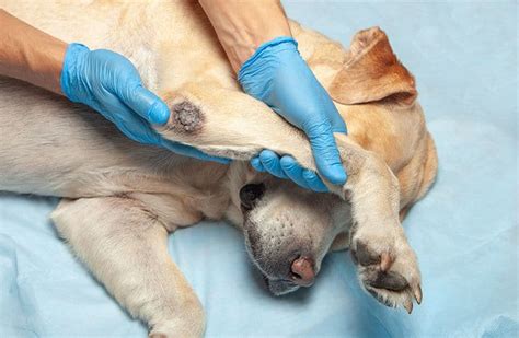 Pyoderma In Dogs What It Is Different Types And How To Treat It