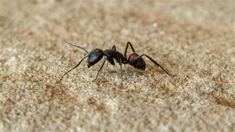 ᑕ ᑐ Hausmittel gegen Ameisen 100 % - Die Top 10 der besten Mittel