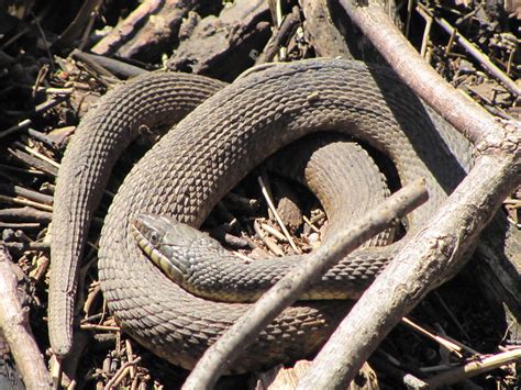 A Few Snakes From Kansas Field Herp Forum