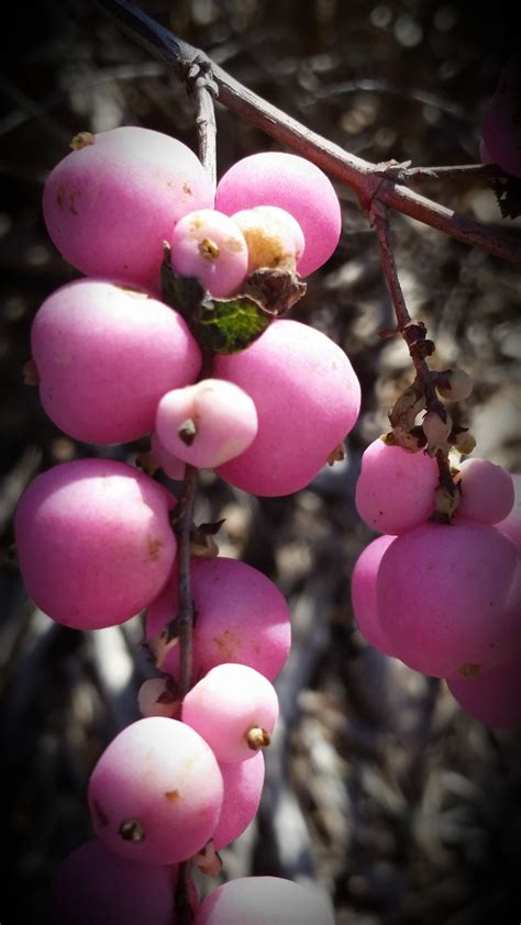 Pink Snowberry Symphoricarpos Microphyllus Is A Great Native Shrub