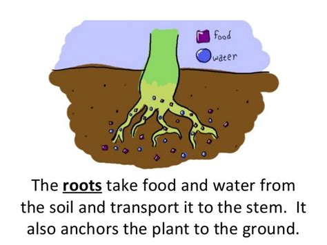 How Do Plant Roots Obtain Nutrients From The Soil Sc Garden Guru