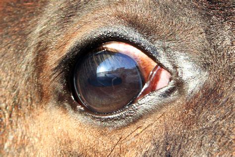 Cancers And Tumors Of The Eye In Horses Symptoms Causes Diagnosis