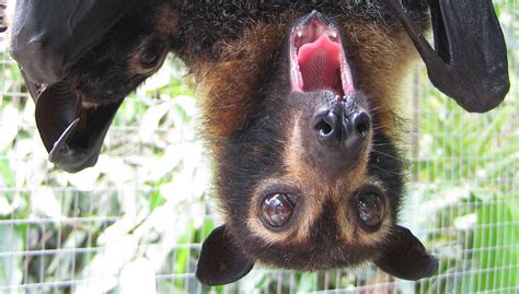 All About Australian Flying Foxes Tolga Bat Hospital