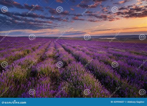 Lavender Field On Sunset Stock Image Image Of Harvest 42994607