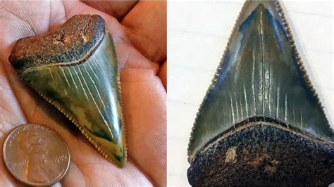 Local Couple Finds Fossilized Great White Sharks Tooth In Outer Banks