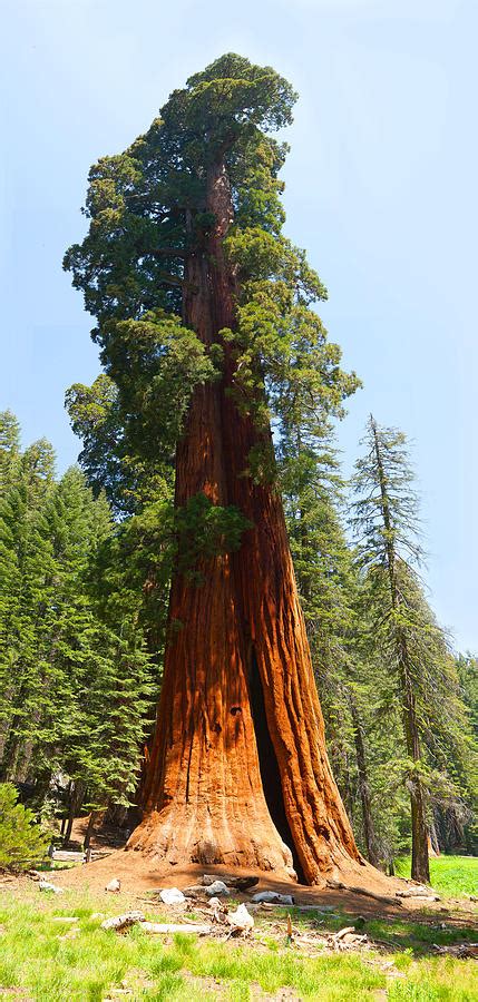 Standing Tall Giant Sequoia Redwood Tree Sequoia National Park