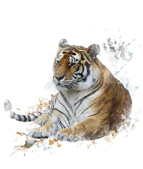 Tiger Portrait Watercolor Stock Illustration Illustration Of Predator