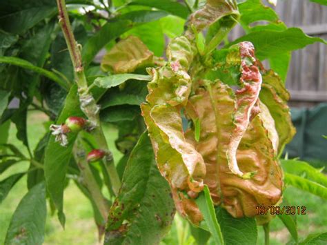Peach leaf curl fungus and aphids. Forum: Curly Leaf