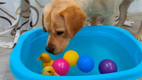 Labrador Dog Meets Ducklings For The First Time😄 Youtube