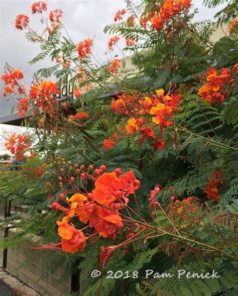 plant this pride of barbados caesalpinia pulcherrima orange flowering plants desert plants