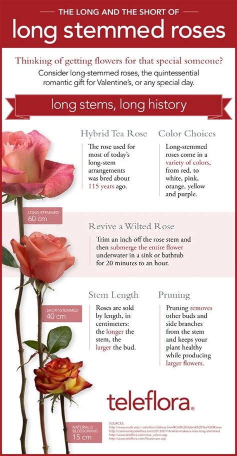 infographic what makes a long stemmed rose teleflora blog hybrid tea roses rose