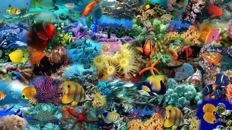 Sea Fish Wallpapers Top Free Sea Fish Backgrounds Wallpaperaccess