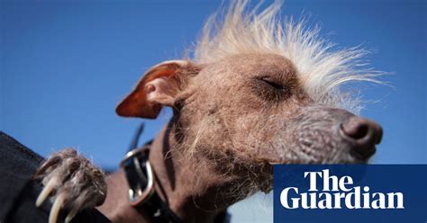 Worlds Ugliest Dog Competition 2016 In Pictures Life And Style