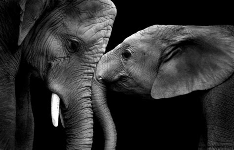 Wildlife Photography Black And White Amazing Wallpapers
