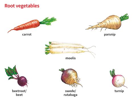 Carrot Noun Definition Pictures Pronunciation And Usage Notes