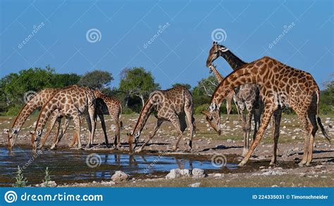 Herd Of Angolan Giraffes Drinking Water With Spread Legs At Namutoni