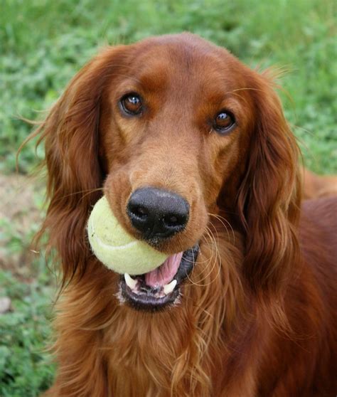 Search for golden retriever puppies for sale. 89 best Irish Setter Love images on Pinterest | Doggies, Dogs and Irish setter dogs