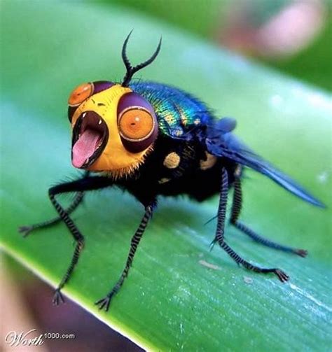 40 Outstanding Macro Photography Examples And Tips Greenorc Insects