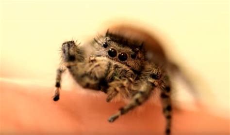 Learn which spiders make good pets. Petting a Pet Spider - Neatorama