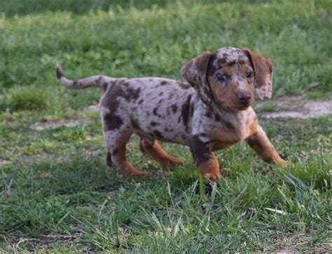 Currently, our price range is $500 to $1500, with most dachshund puppies between $500 and $1000. Dapple Dachshund Puppies FOR SALE ADOPTION in Singapore ...