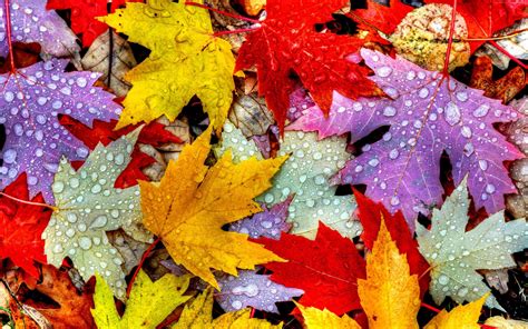 Drops Autumn 4k 5k Leaves Rain 2k Wallpaper Hdwallpaper