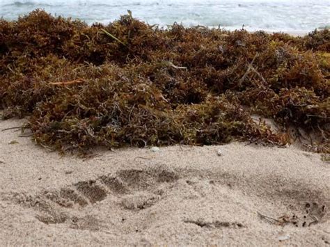 giant seaweed blob off florida coast is it now headed toward texas