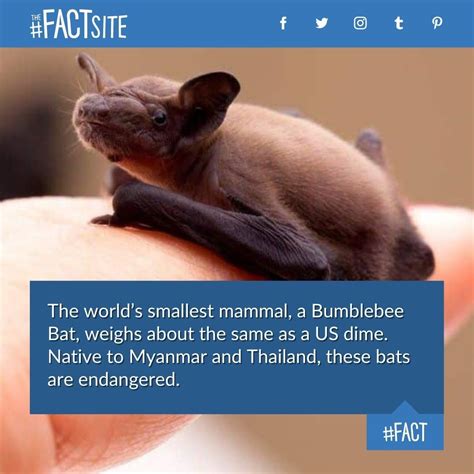 The Fact Site The Worlds Smallest Mammal A Bumblebee Bat