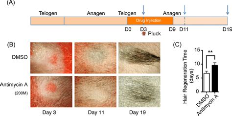 It comes from a substance found in wood. Inhibition of mitochondrial respiration retards hair ...