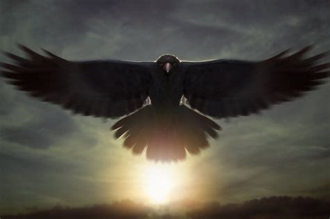 Raven By Nell Fallcard On Deviantart Raven Raven Art Black Crow