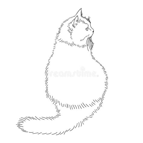 A Drawing Of A Fat Fluffy Cat Lying On Its Back Its Paws Spread Out In All Directions Black