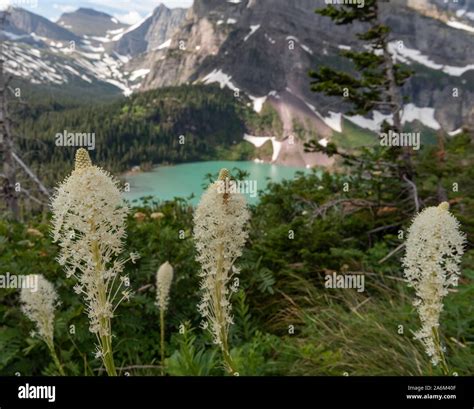 Beargrass Grows Above Grinnell Lake Stock Photo Alamy