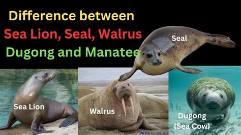 Difference Between Sea Lion Seal Walrus Dugong Sea Cow And Manatee