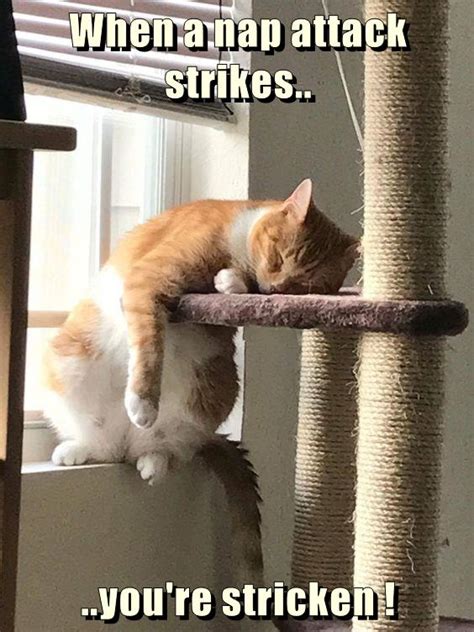 When A Nap Attack Strikes Lolcats Lol Cat Memes Funny Cats
