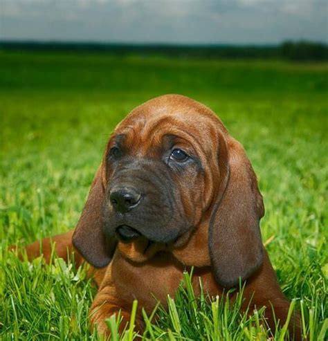 Redbone Coonhound Puppies For Sale Oklahoma City Ok 76359