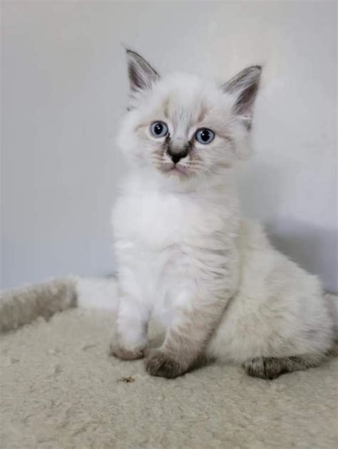 Balinese Kittens From Isuna Male And Female Balinese Kittens For Sale