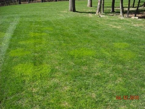 We don't have any reviews for grass is greener on the other side. Light green spots | LawnSite