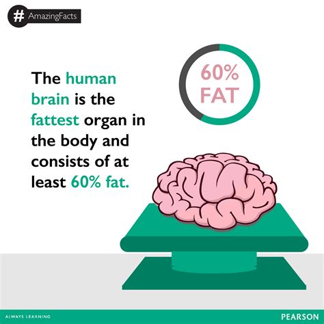 The Human Brain Is The Fattest Part In The Entire Body It Contains