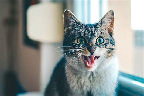 Pandora Syndrome In Cats The Role Of Stress In Urinary Tract Problems
