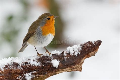 1748 Robin Bird Winter Snow Tree Stock Photos Free And Royalty Free