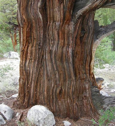 Sierra Juniper Juniperus Occidentalis Var Australis