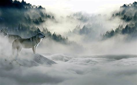 Wolf Wallpapers 4k Phone Wolf Background Images