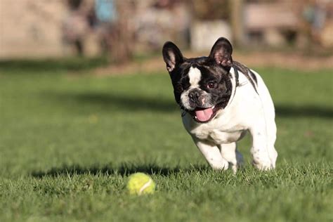 Trotz ihres einzigartigen aussehens benötigen sie eine konstante. Wie viel Bewegung braucht eine Französische Bulldogge?