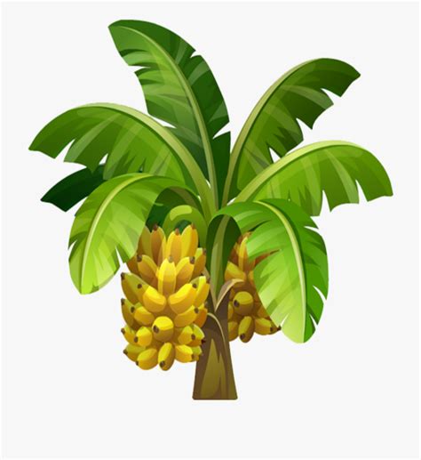 Banana Plant Clipart Clipart Best Clipart Best Images And Photos Finder