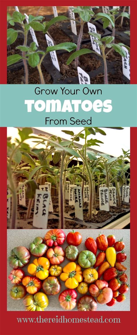 Seed Starting 101 Planting Tomato Seeds Indoors Tomato Seedlings