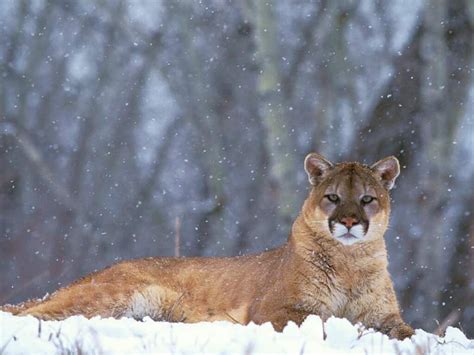 All About Animal Wildlife Mountain Lion Few Facts