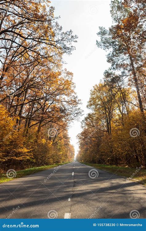 Road In The Autumnal Forest Autumn Landscape Stock Photo Image Of