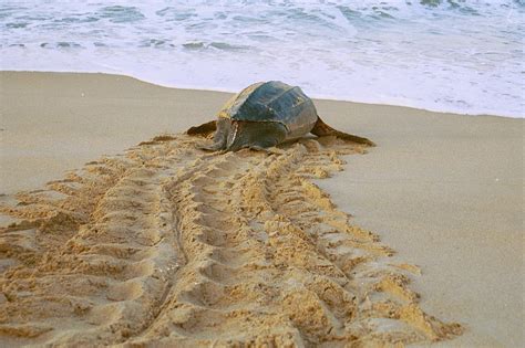 Sea Turtle Nesting Season Starts May 1 Observer Local News Palm