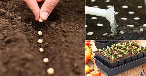 How To Grow Vegetable Seeds Starting Seeds • India Gardening