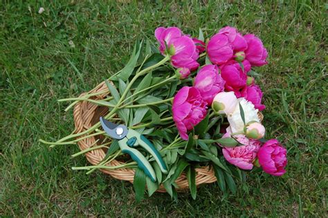 Check spelling or type a new query. Can You Preserve Flowers Using Hairspray? Really! - Craft Cue