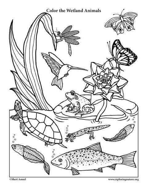 A Wetland Coloring Page For Very Young Naturalists With A Little